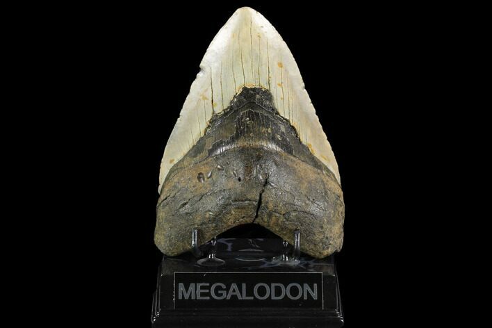 Huge, Fossil Megalodon Tooth - North Carolina #124416